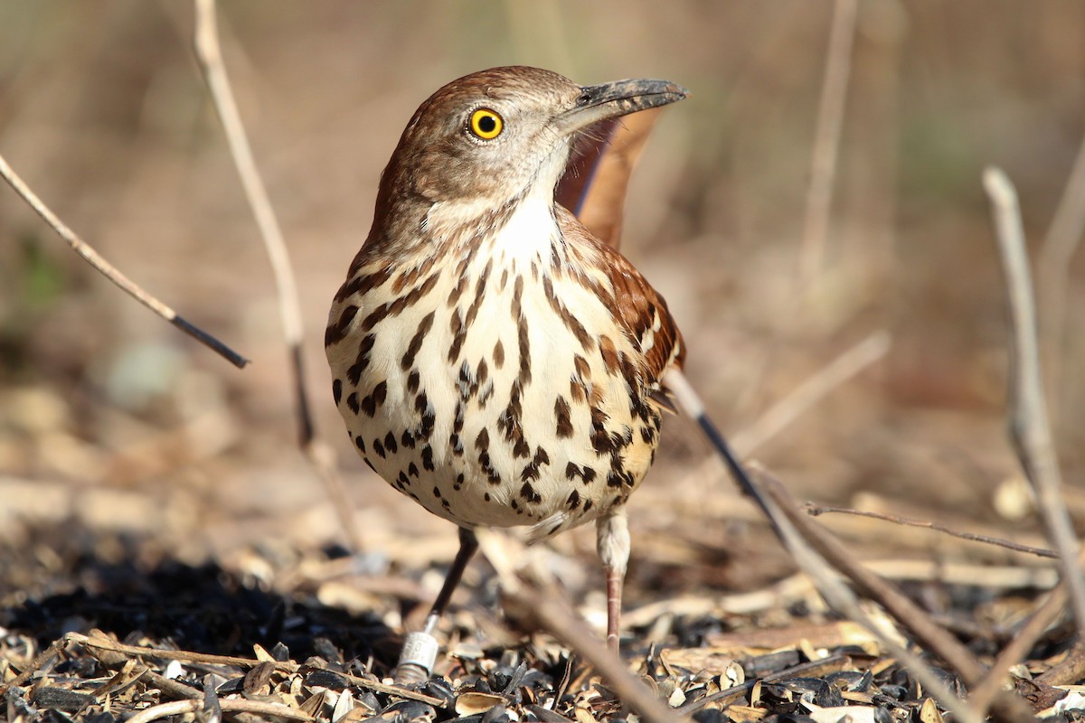 Brown Thrasher - ML649734904
