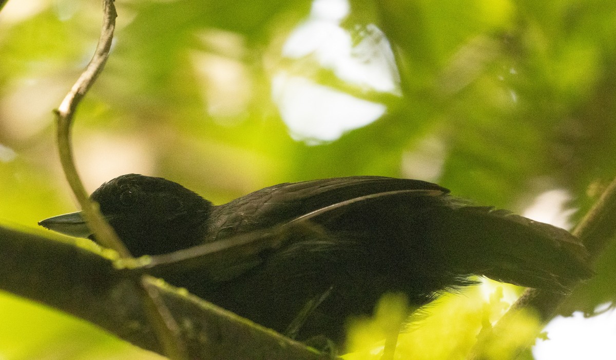 Black Bushbird - ML649734925