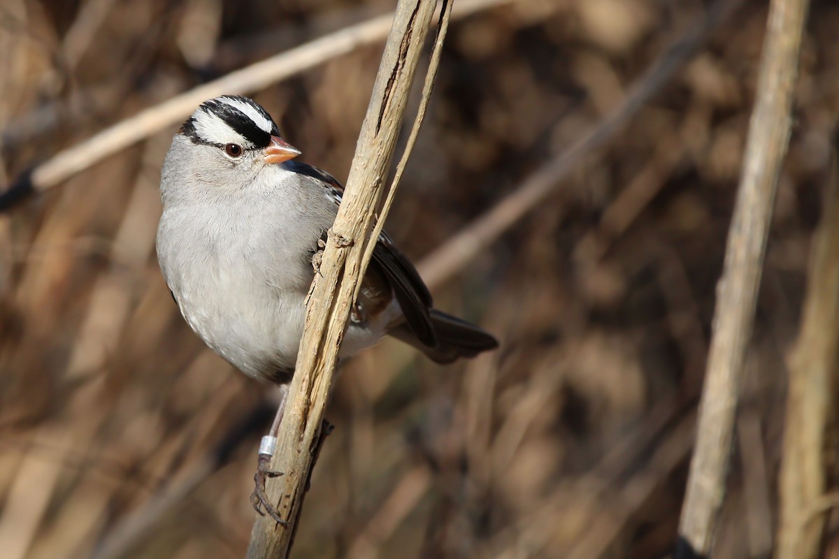 White-crowned Sparrow - ML649734927
