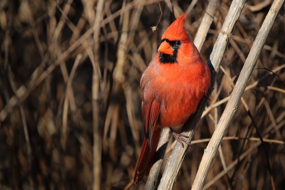 Northern Cardinal - ML649734937