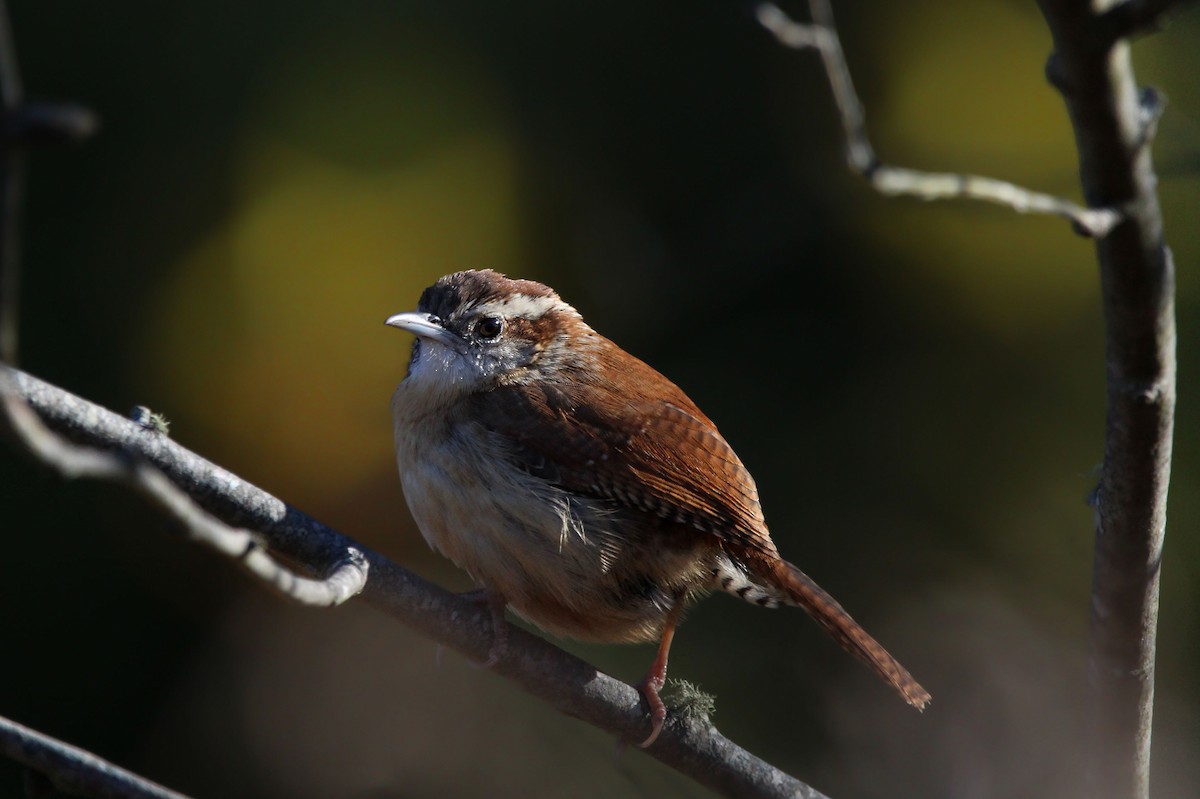 Carolina Wren - ML649734950