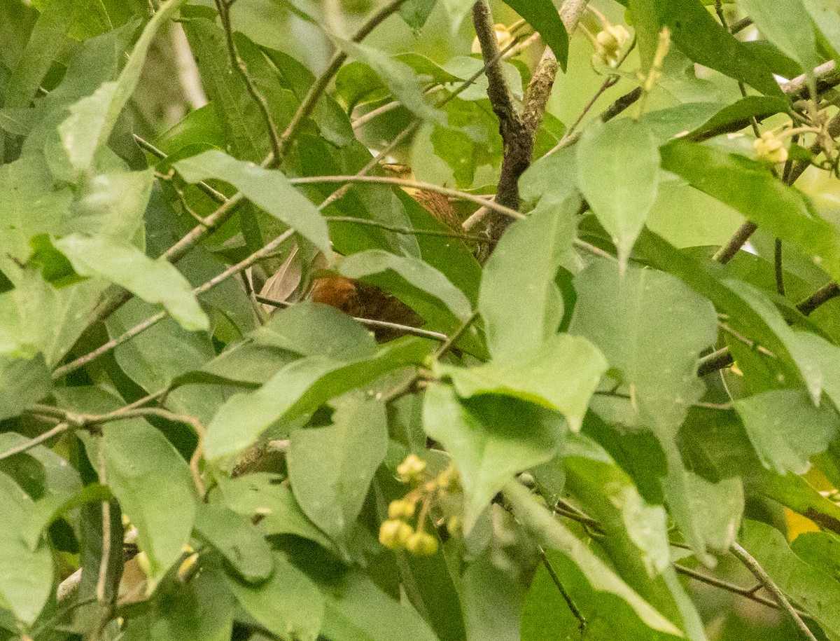 datel vlnkovaný - ML649734986