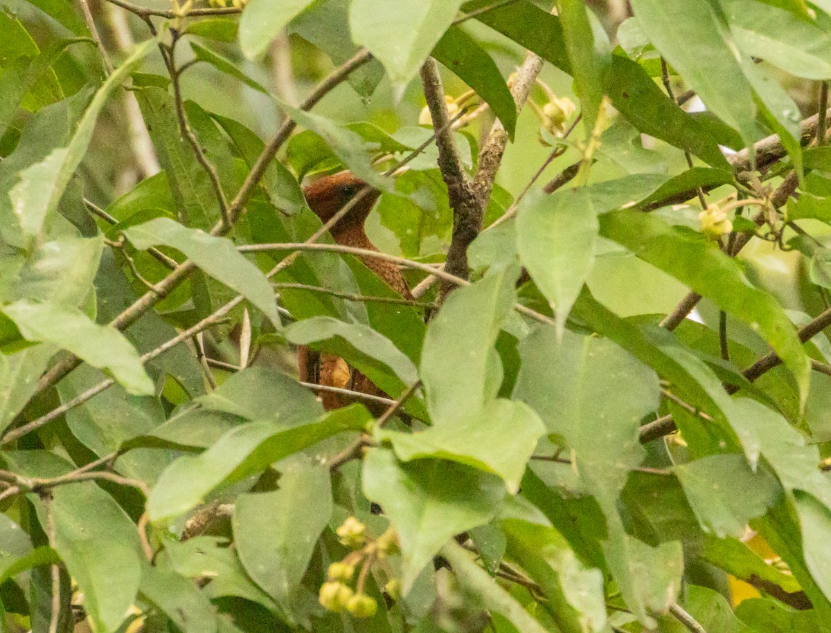 datel vlnkovaný - ML649734987