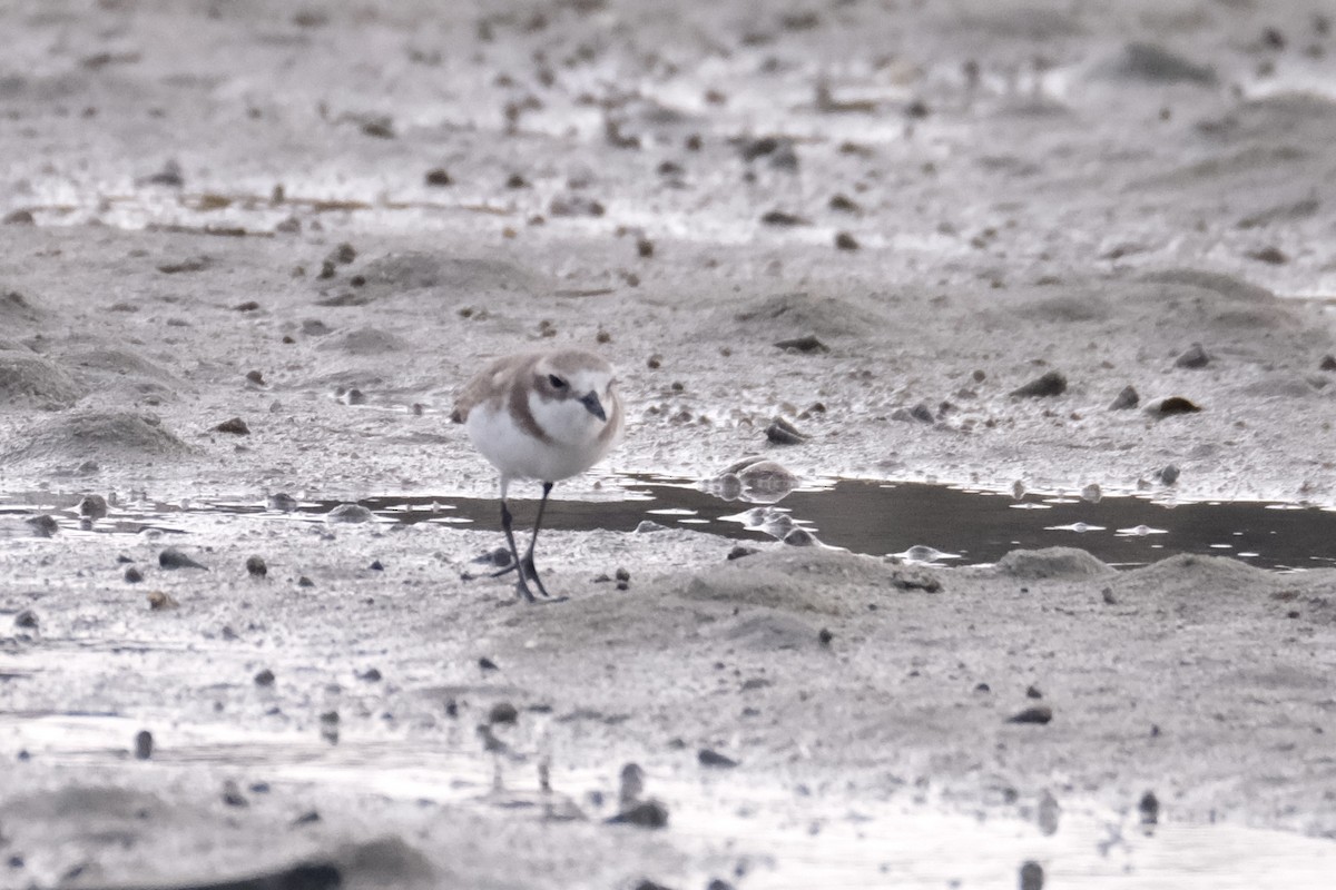 sand-plover sp. - ML649735555