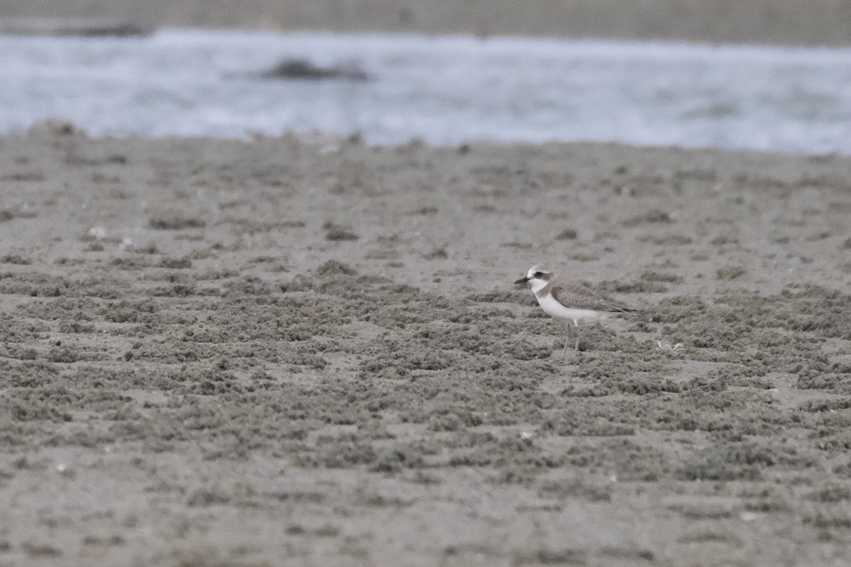 sand-plover sp. - ML649735556