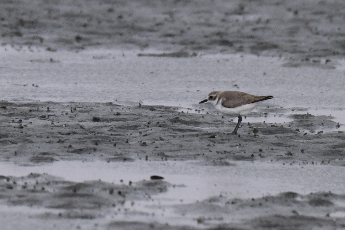 sand-plover sp. - ML649735557