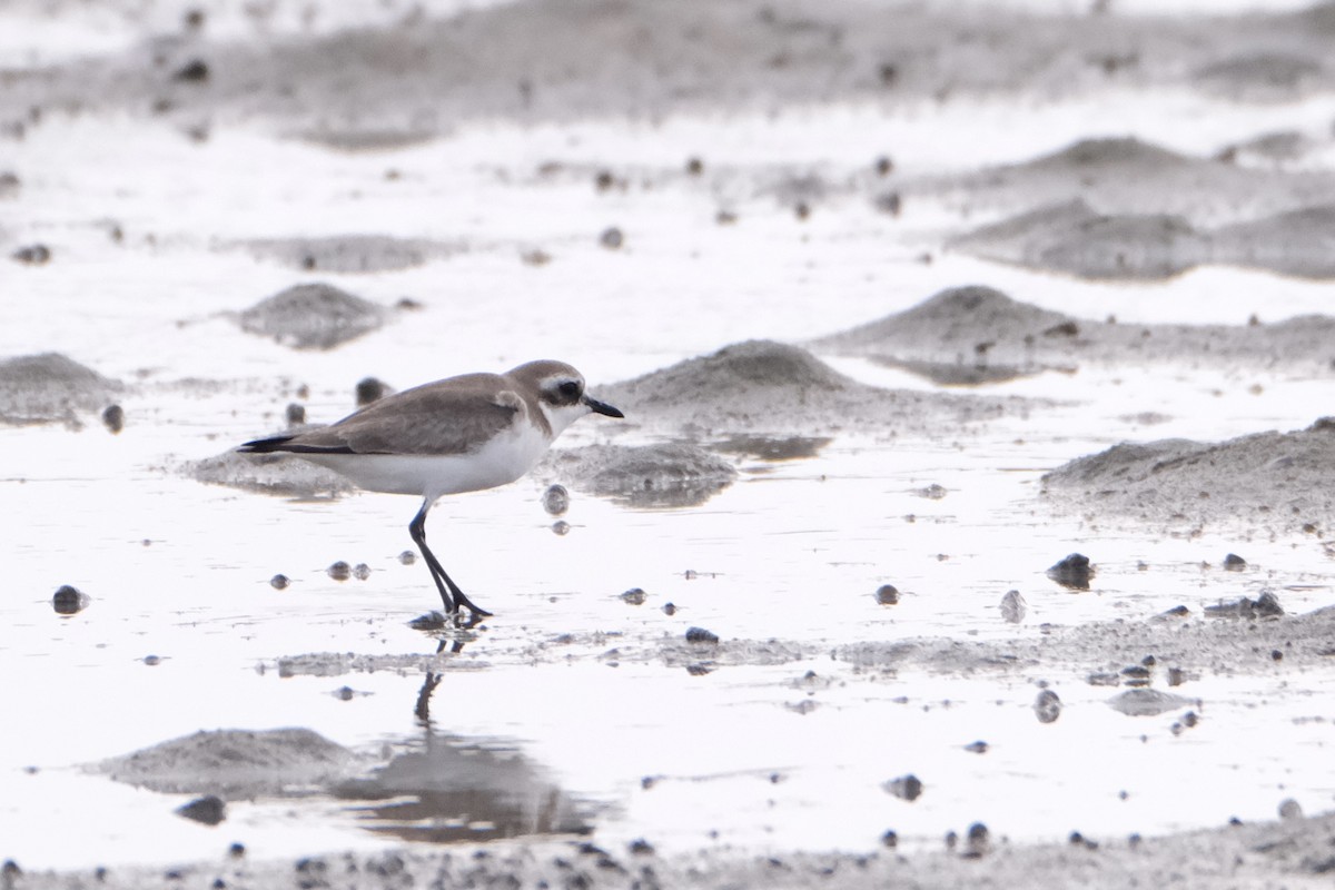 sand-plover sp. - ML649735559