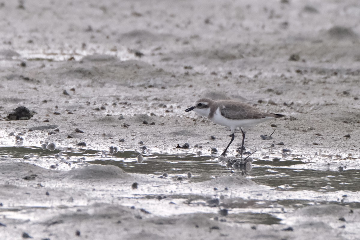 sand-plover sp. - ML649735561