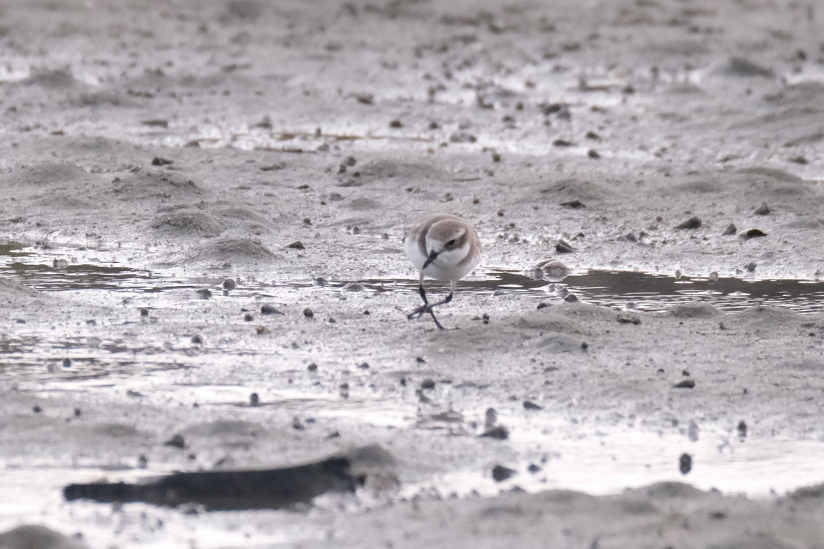 sand-plover sp. - ML649735562