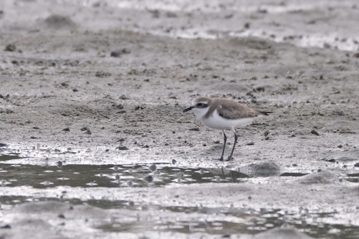 sand-plover sp. - ML649735563
