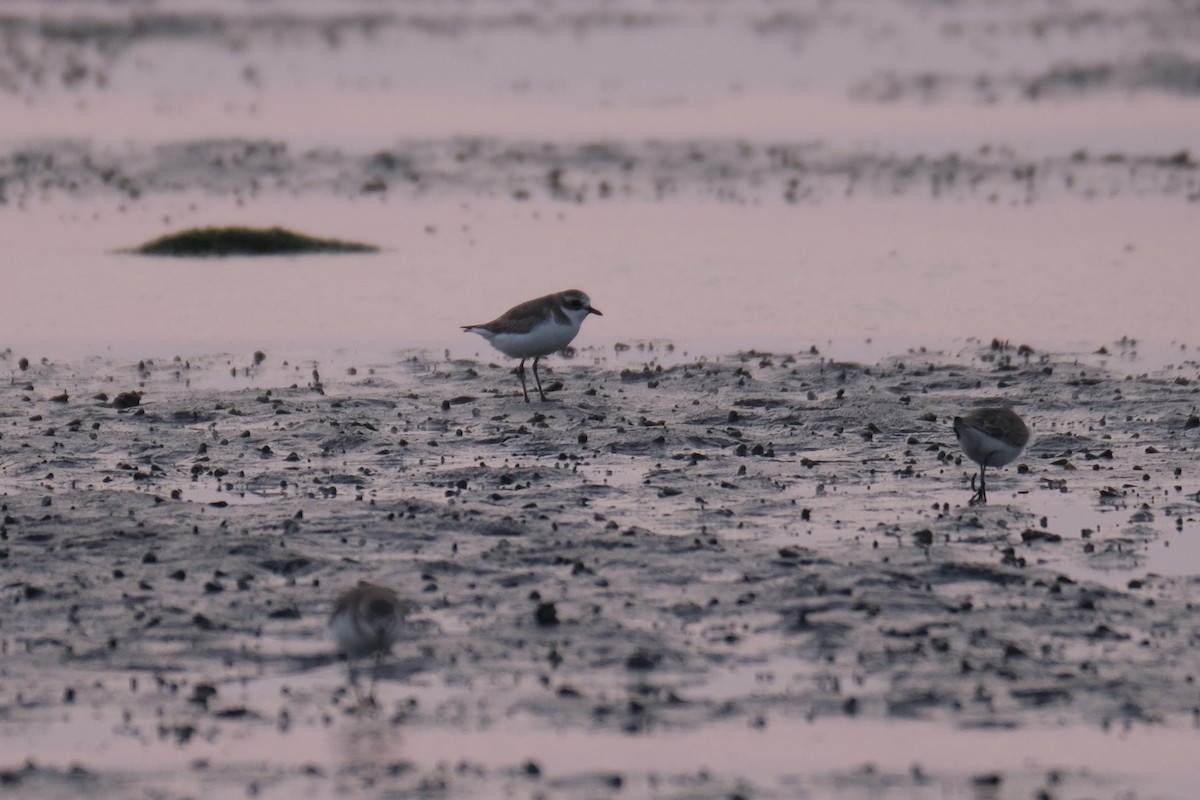 sand-plover sp. - ML649735564