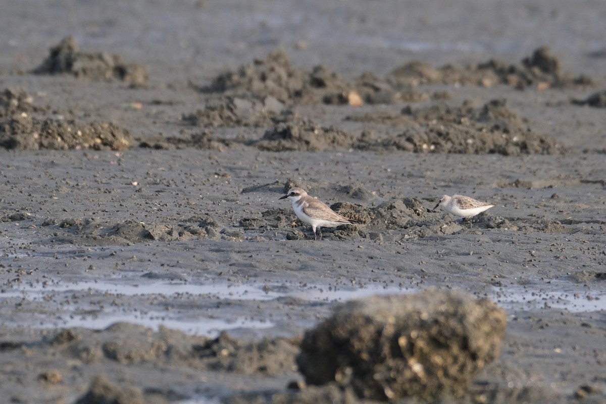 sand-plover sp. - ML649735565