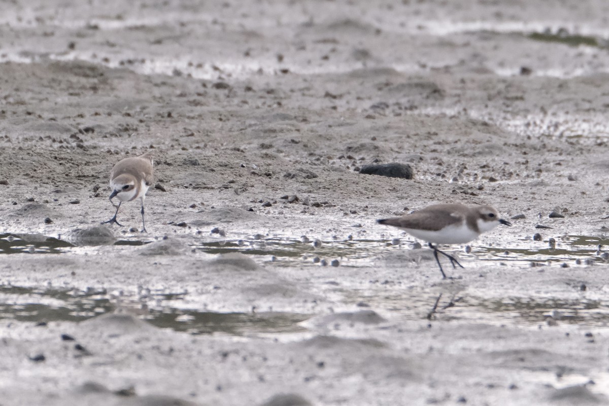 sand-plover sp. - ML649735566