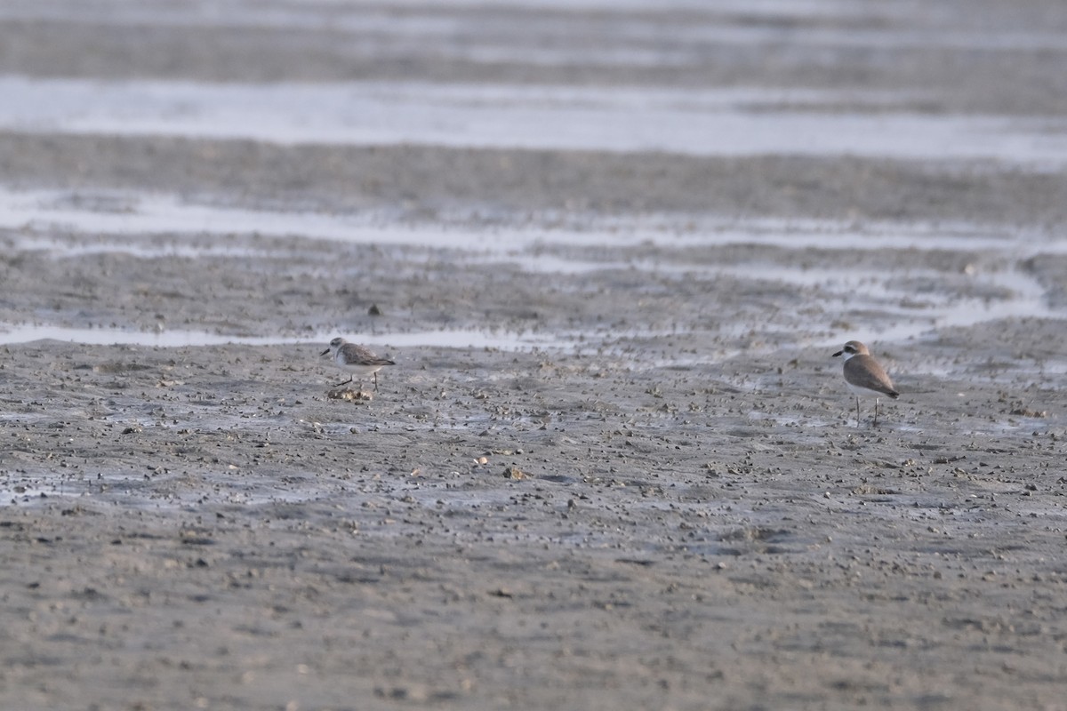 sand-plover sp. - ML649735567
