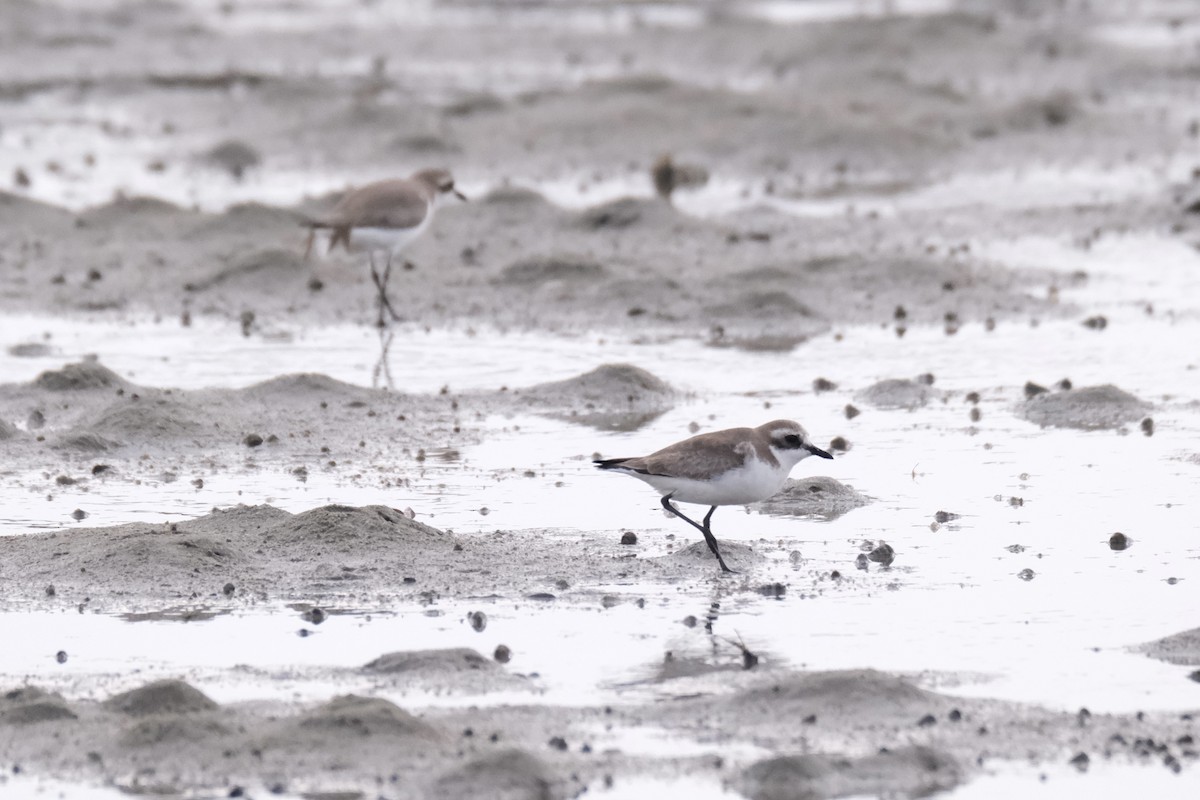 sand-plover sp. - ML649735568
