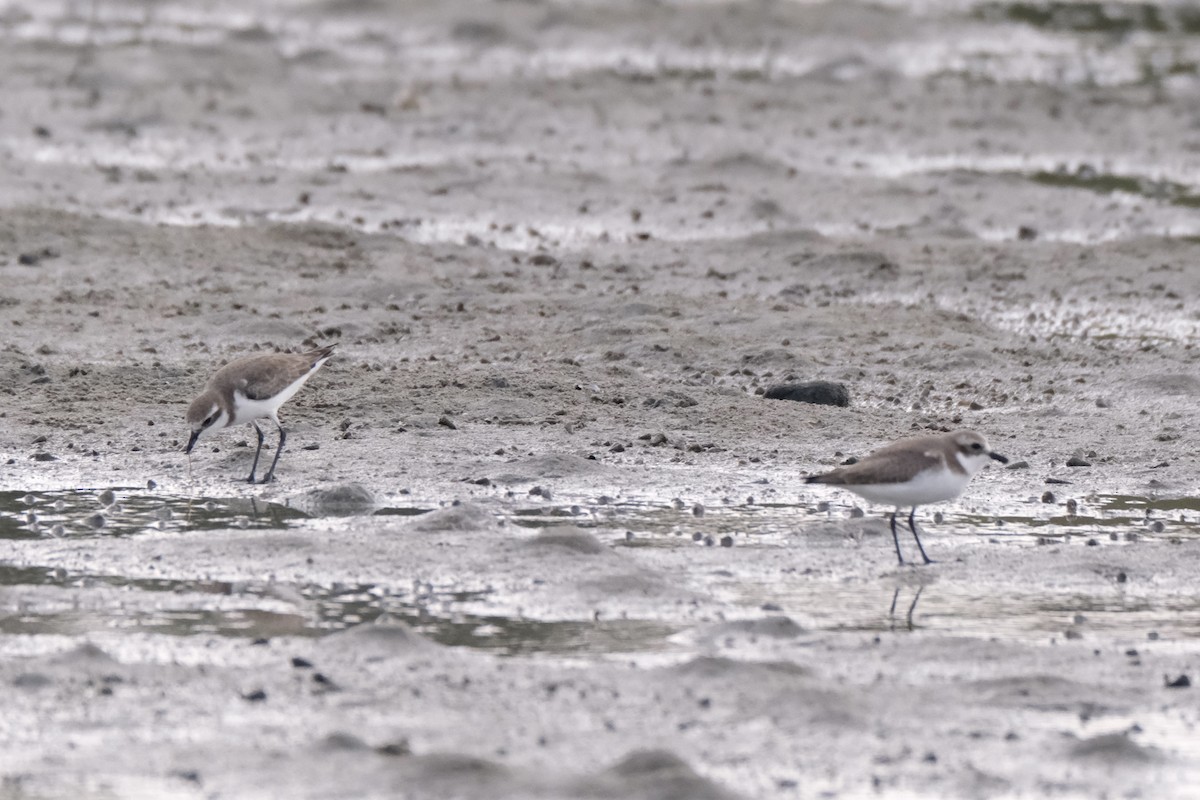 sand-plover sp. - ML649735569
