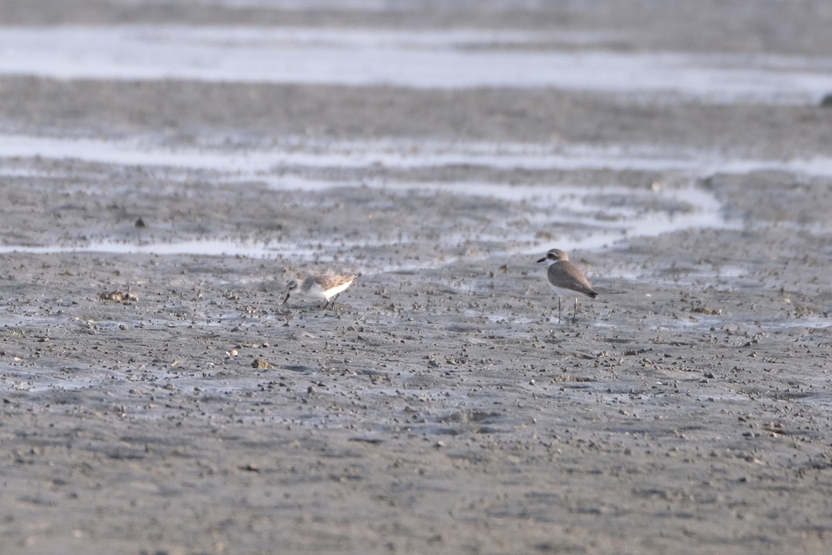 sand-plover sp. - ML649735570