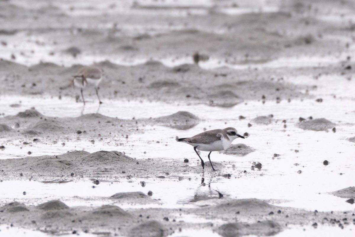 sand-plover sp. - ML649735571