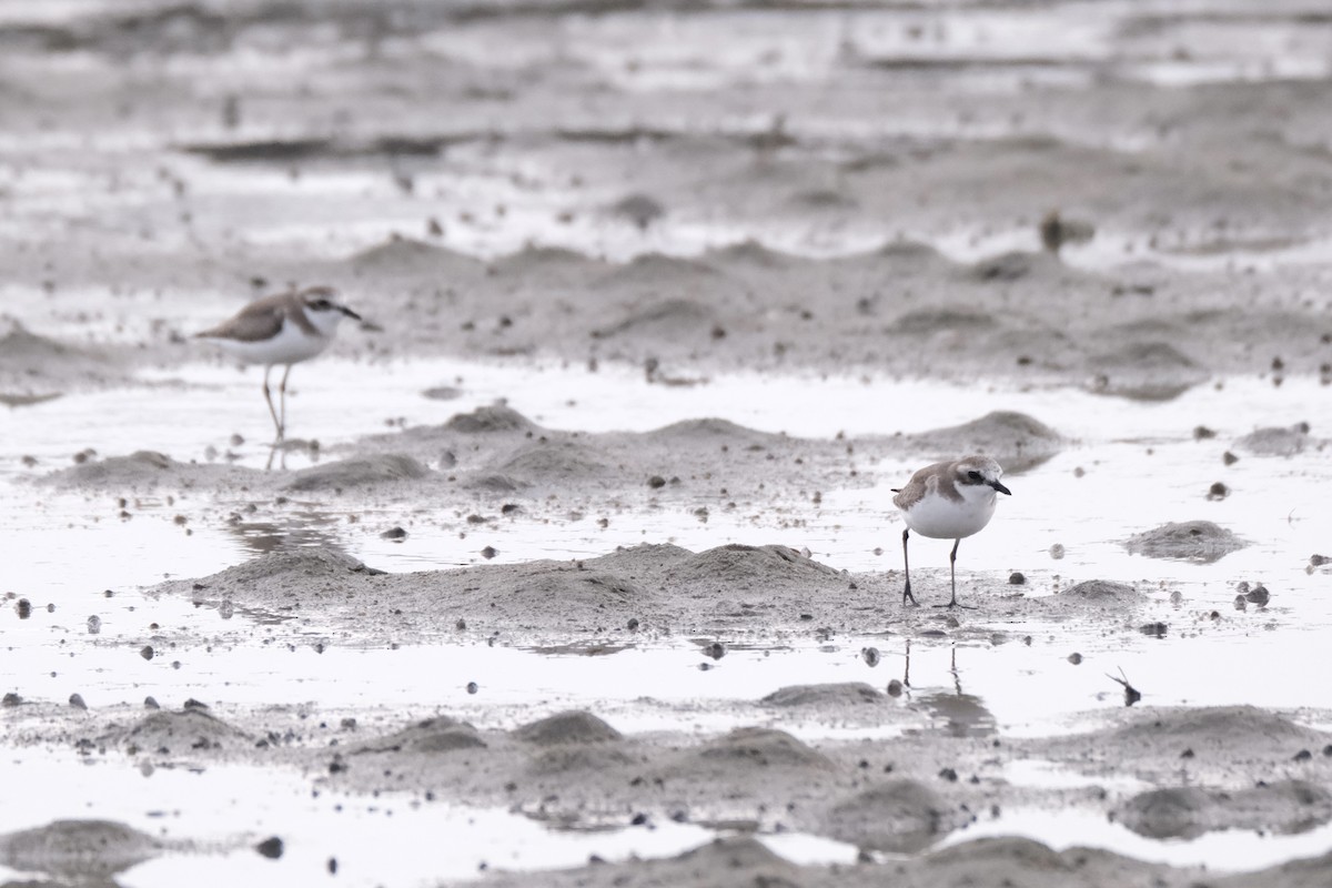 sand-plover sp. - ML649735572