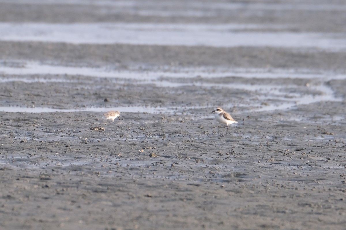 sand-plover sp. - ML649735573
