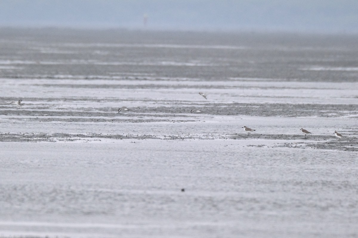 sand-plover sp. - ML649735574