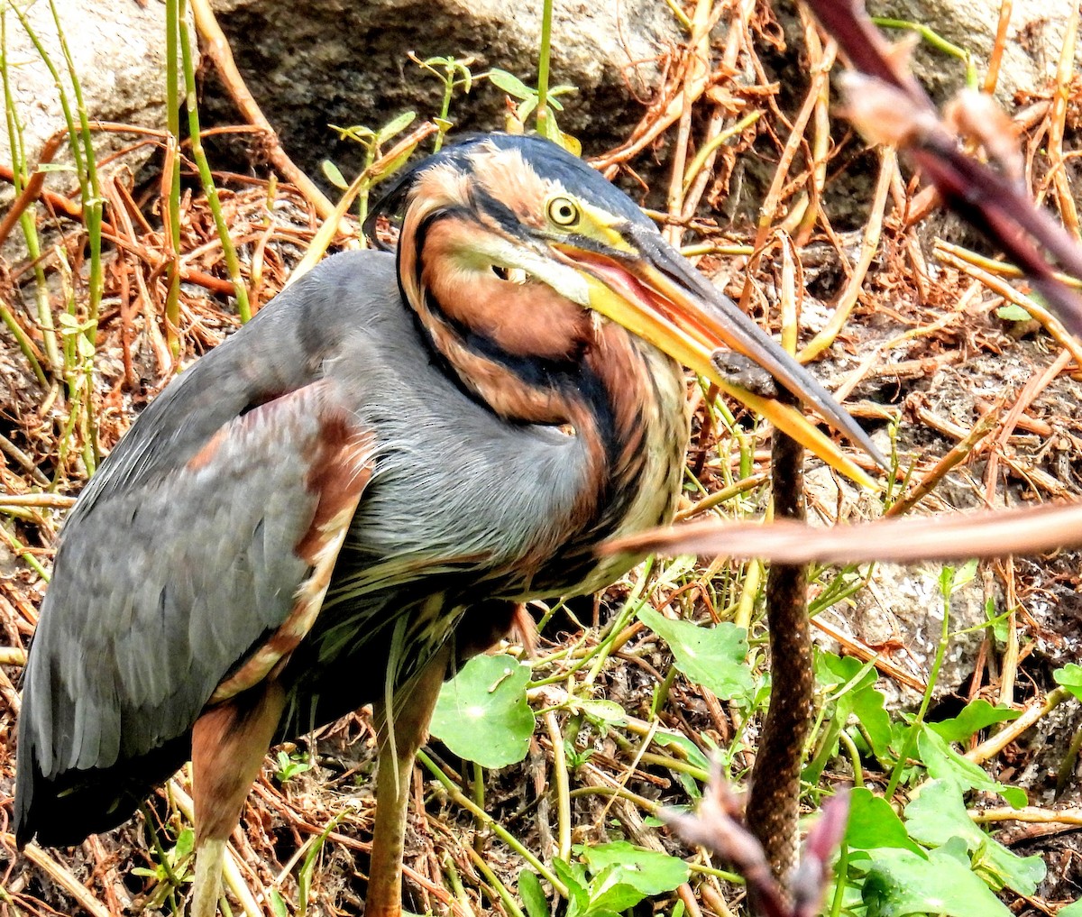 Purple Heron - ML649735622
