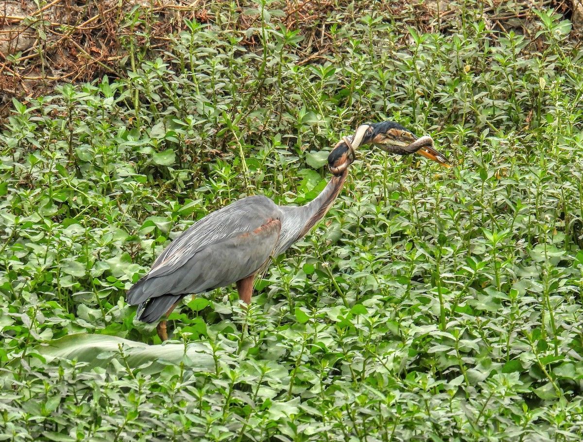 Purple Heron - ML649735623