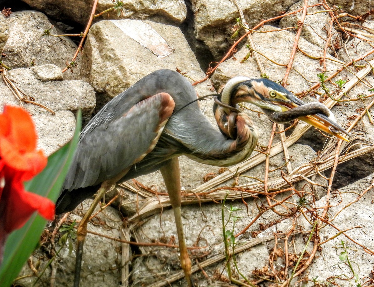 Purple Heron - ML649735624