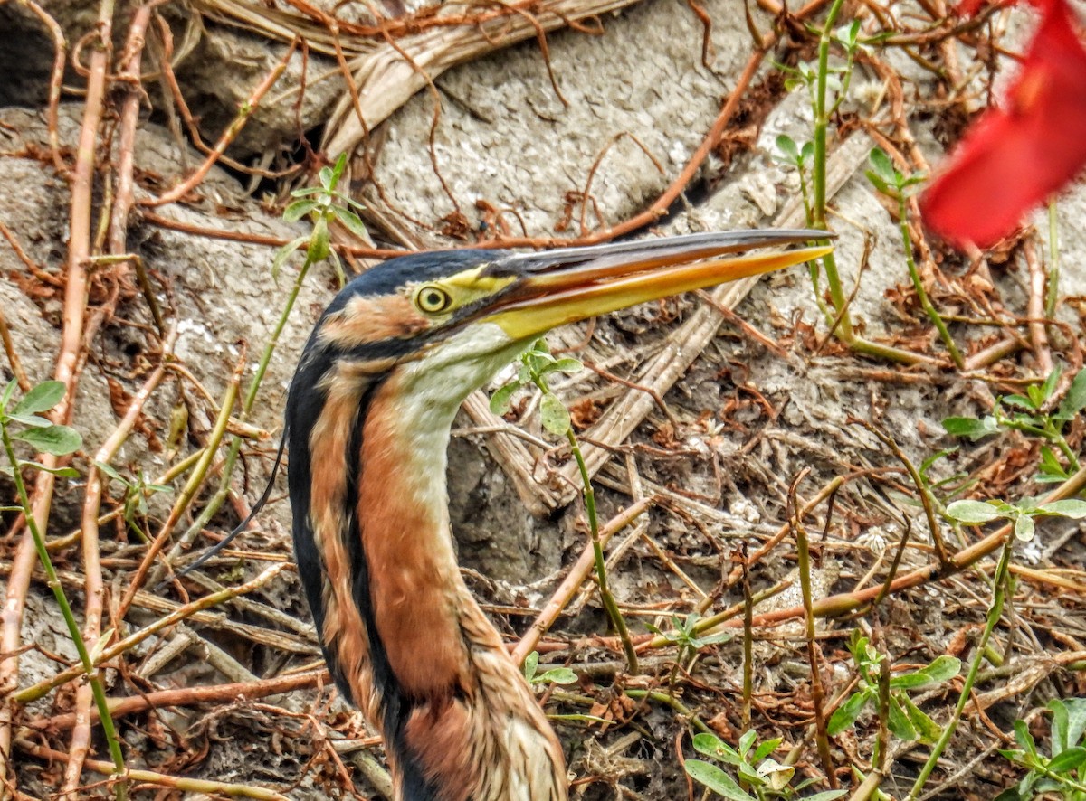 Purple Heron - ML649735625