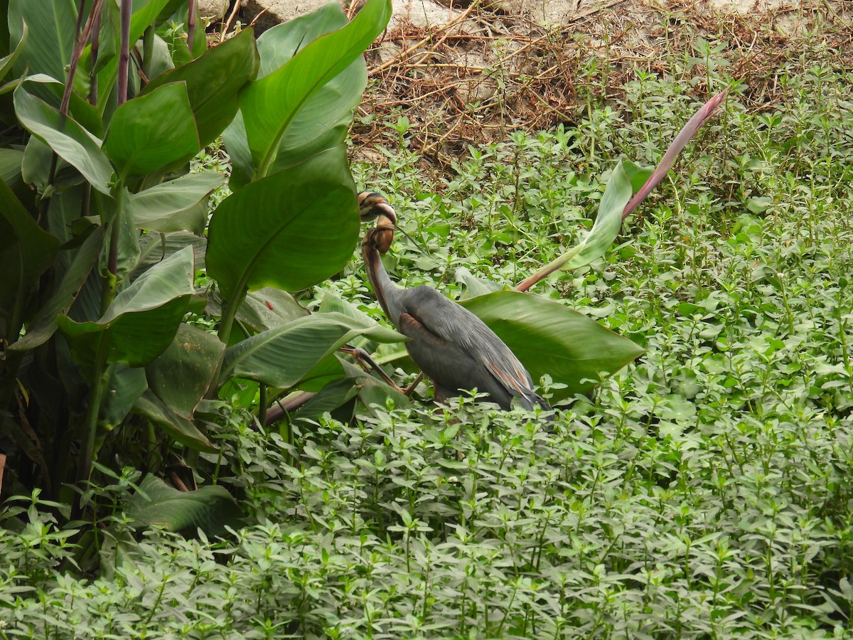 Purple Heron - ML649735626