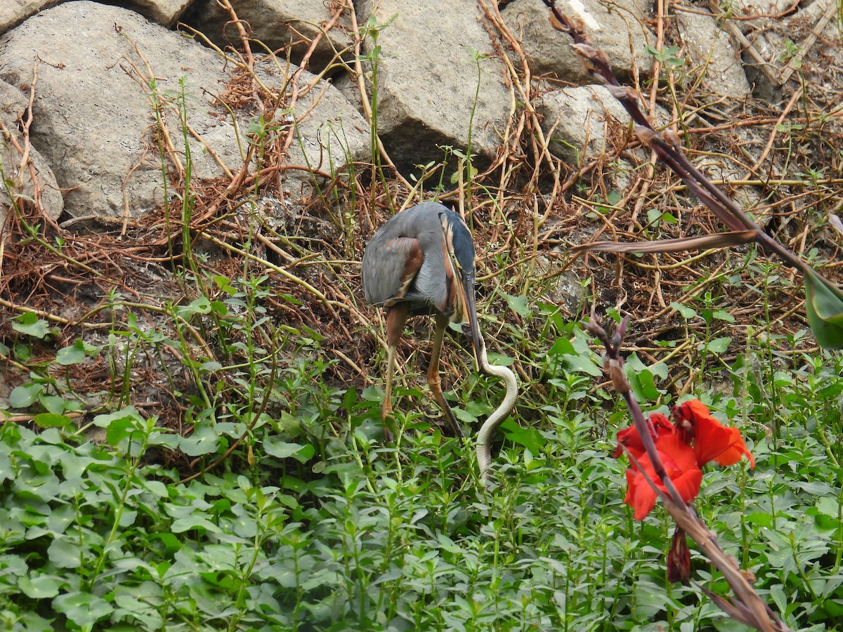 Purple Heron - ML649735627