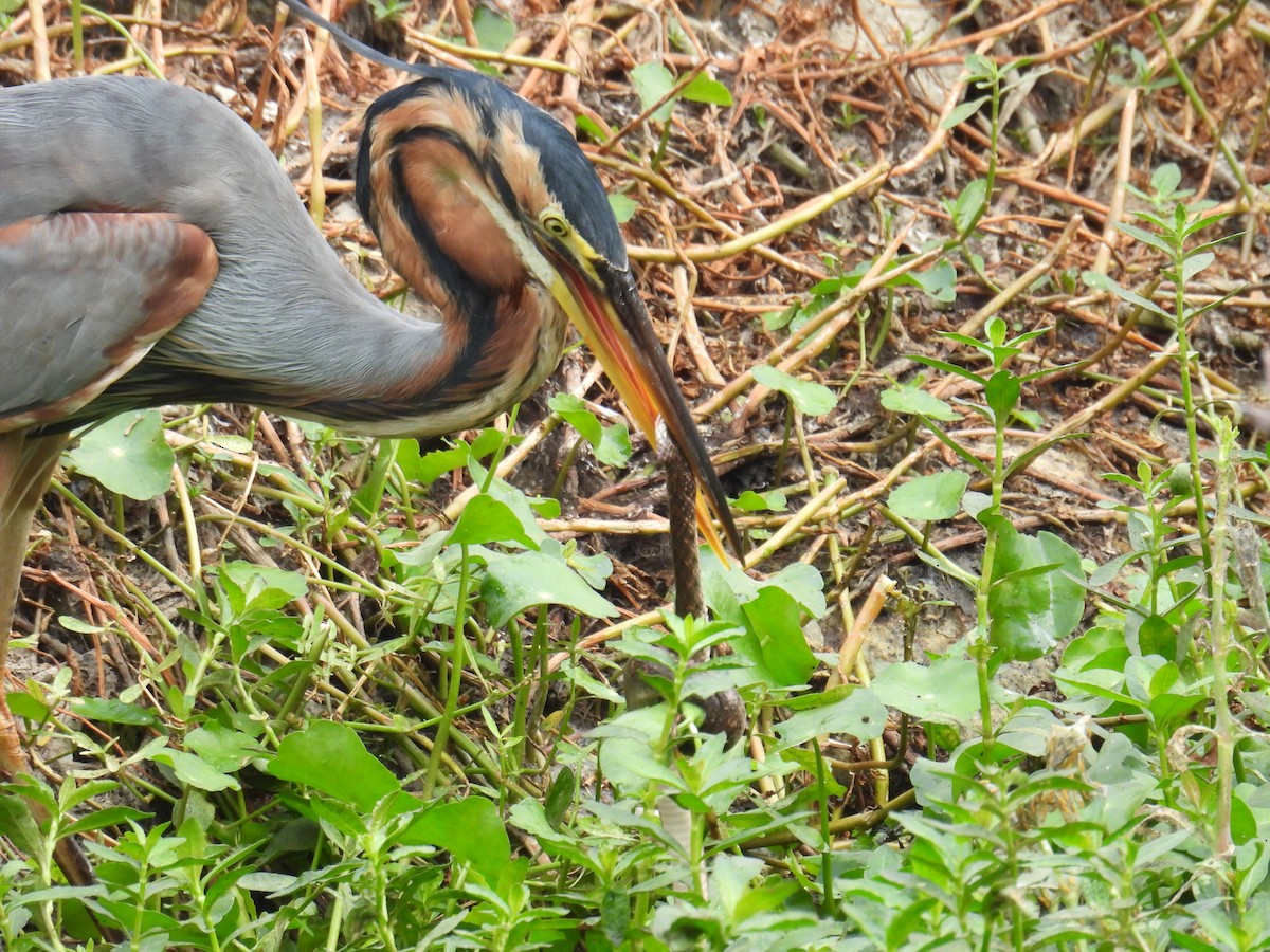 Purple Heron - ML649735628