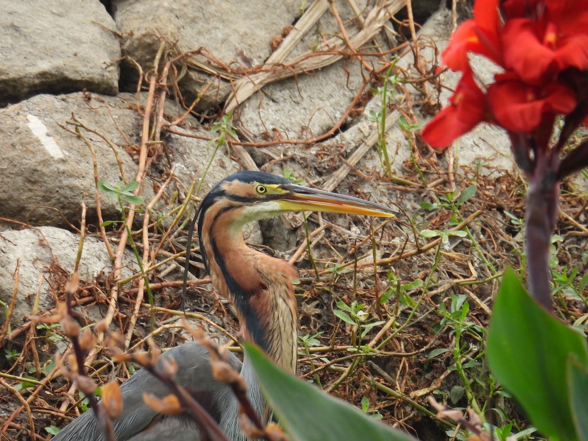 Purple Heron - ML649735629