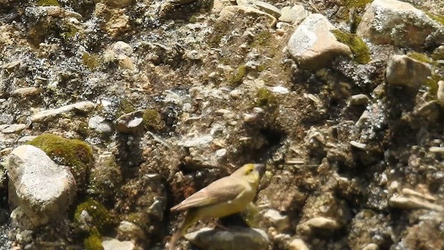 Olivbrust-Gilbtangare - ML649735868