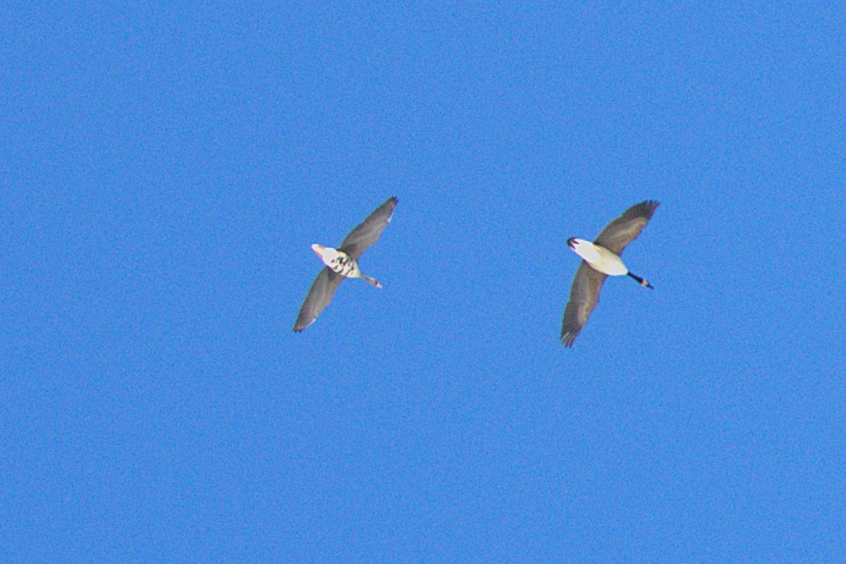 eBird Checklist - 27 Jan 2026 - 21820 Club Hollow Rd, Poolesville US-MD ...