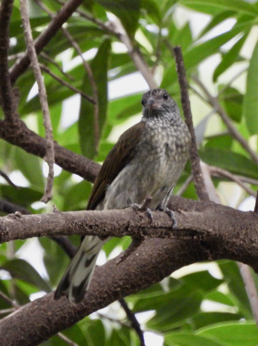 Scaly-throated Honeyguide - ML649736164