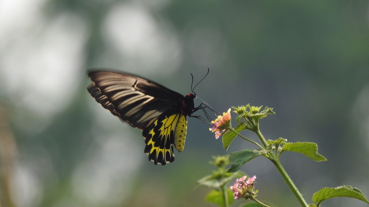 Insects - ML649736378