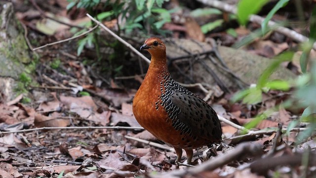 Куропатиця - ML649736391