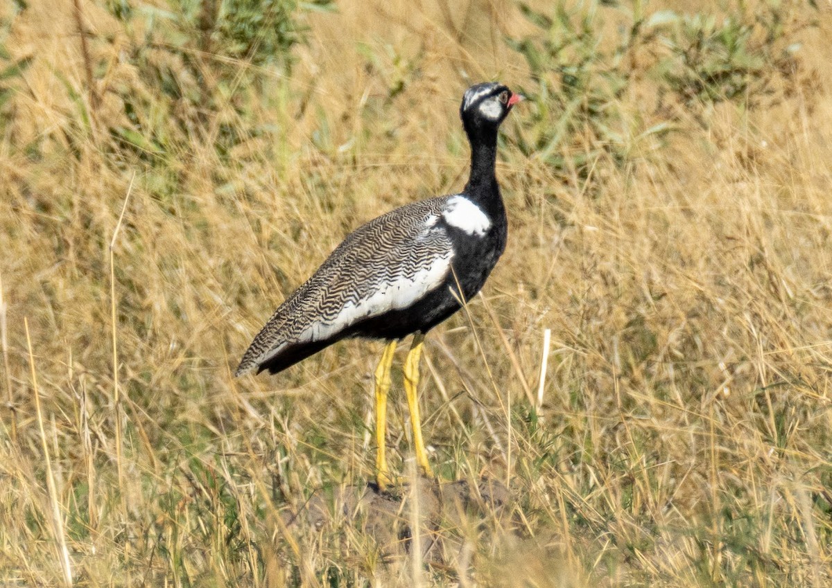 White-quilled Bustard - ML649737052