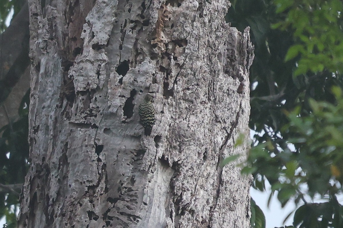 Buff-rumped Woodpecker - ML649737489