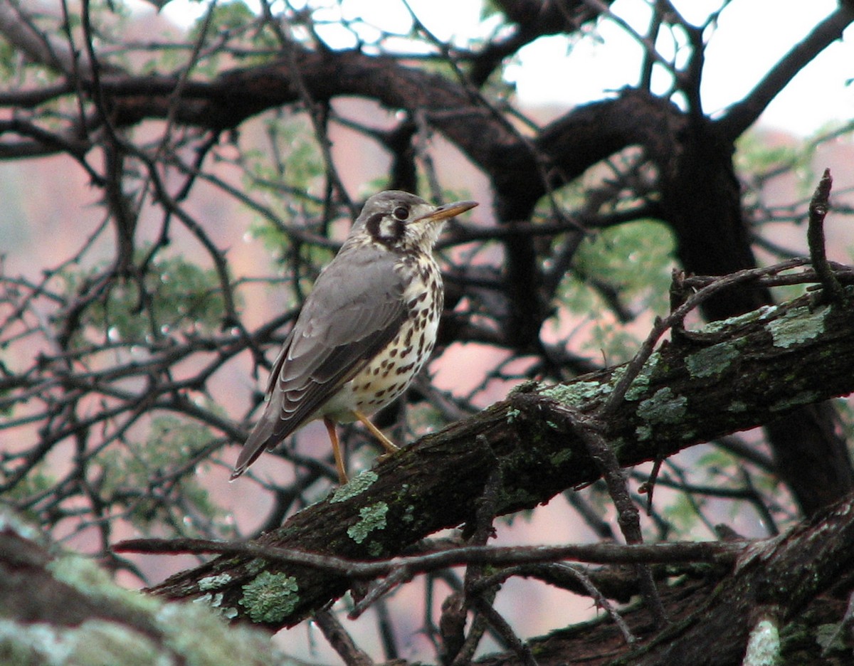 Groundscraper Thrush - ML649737991