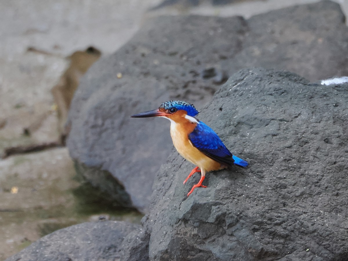 Malagasy Kingfisher - ML649738220