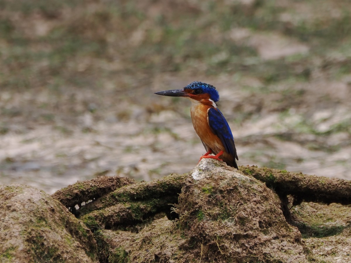Malagasy Kingfisher - ML649738242