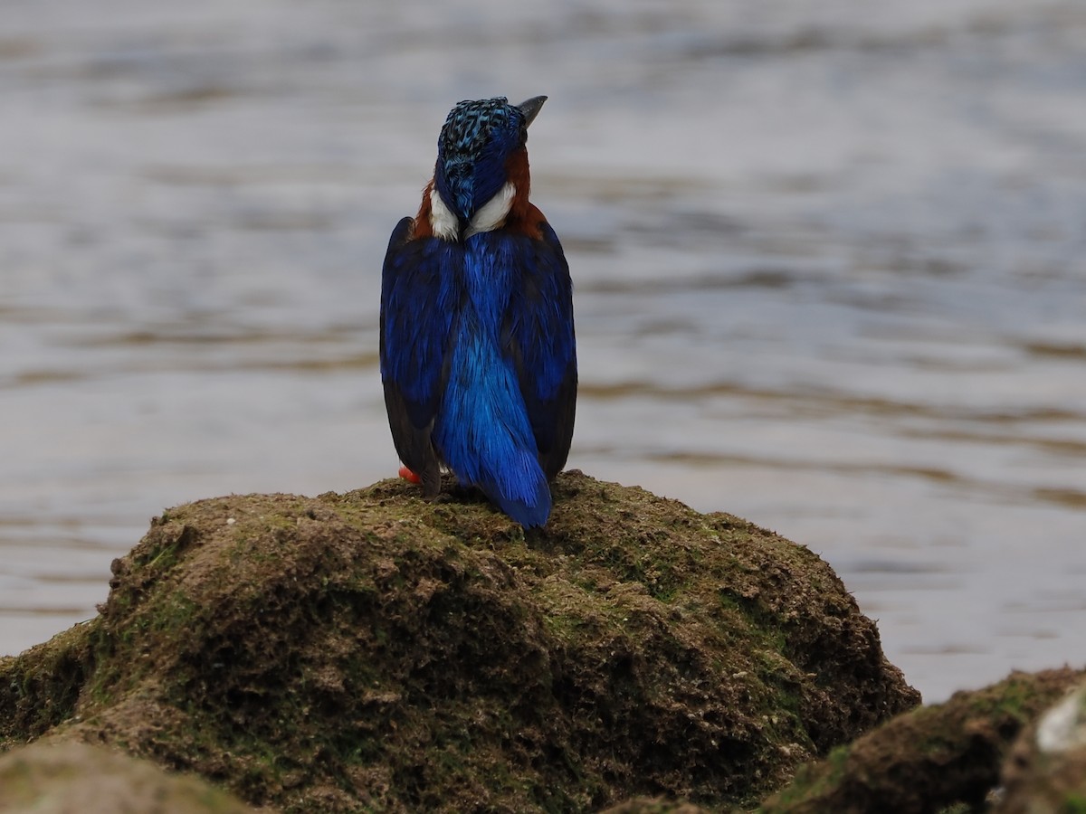 Malagasy Kingfisher - ML649738250