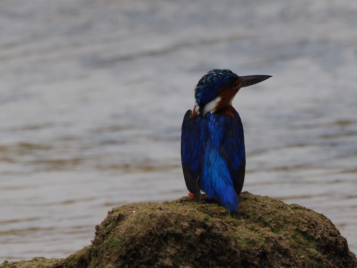 Malagasy Kingfisher - ML649738259