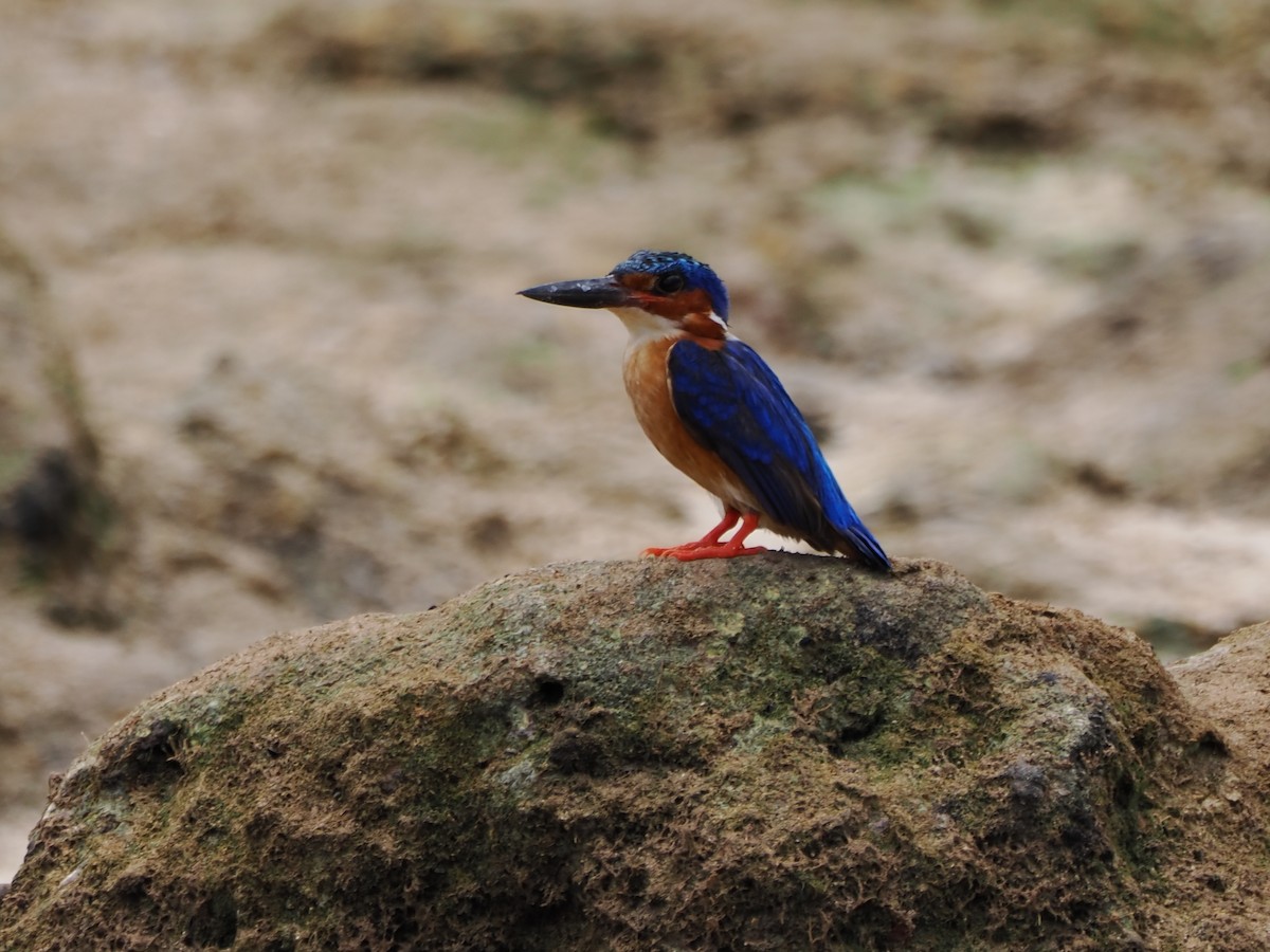 Malagasy Kingfisher - ML649738271