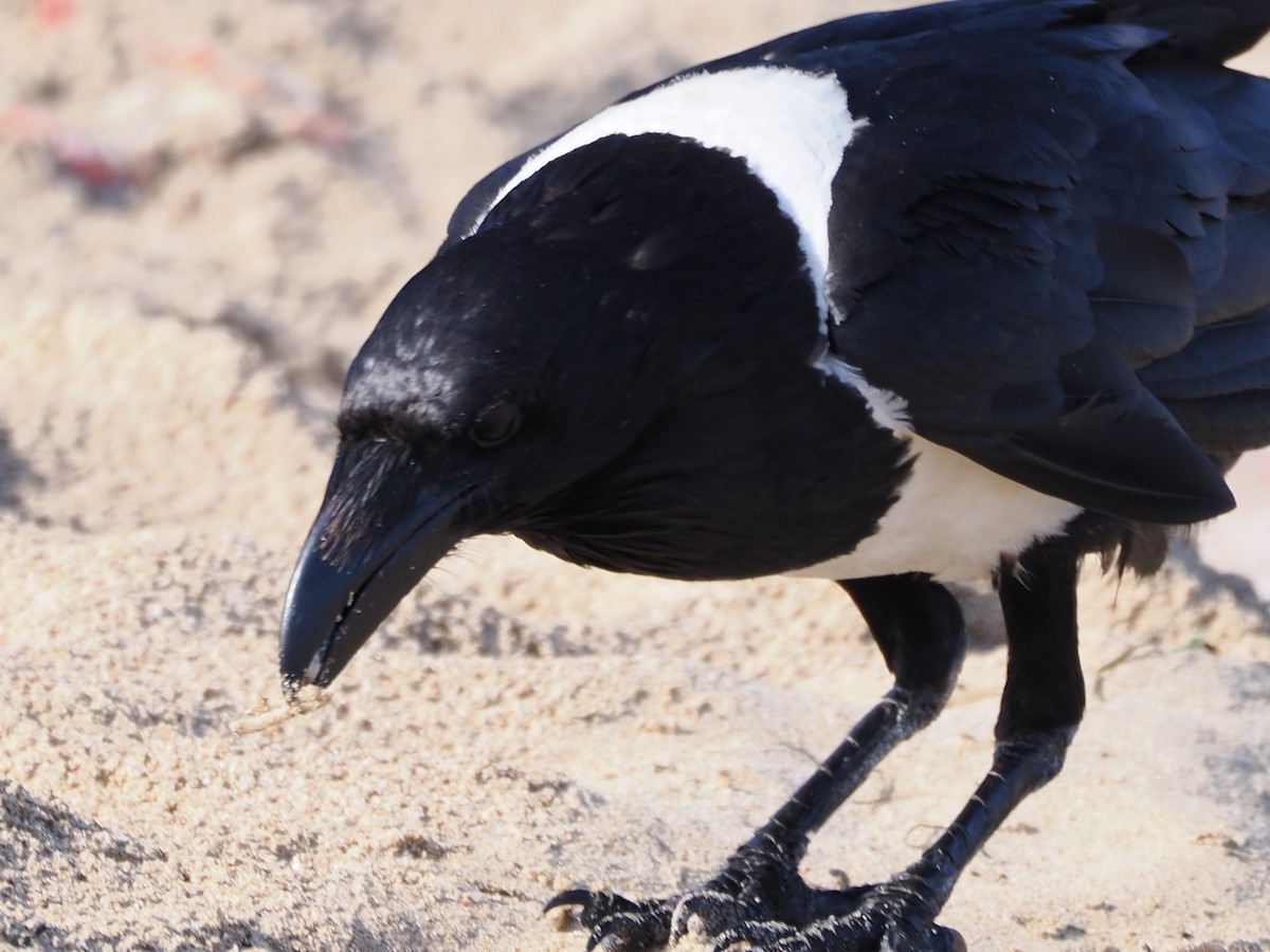 Pied Crow - ML649738277