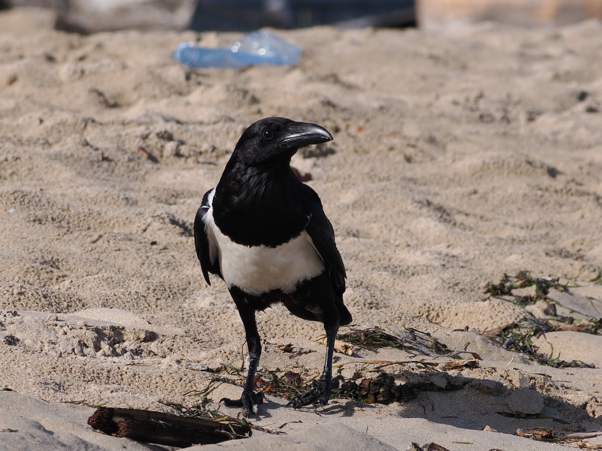 Pied Crow - ML649738286