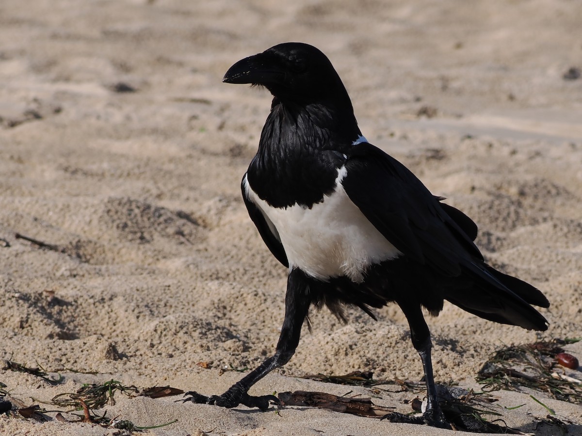 Pied Crow - ML649738297