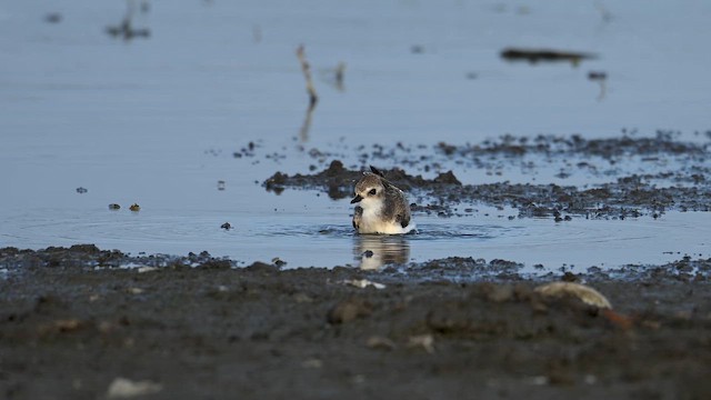 Tibetan Sand-Plover - ML649738372